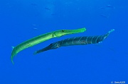 Aulostomus-chinensis Poisson trompette-Praslin Rocher St Pierre-4m-20190611-Denis-ADER-DSC_9197_tn